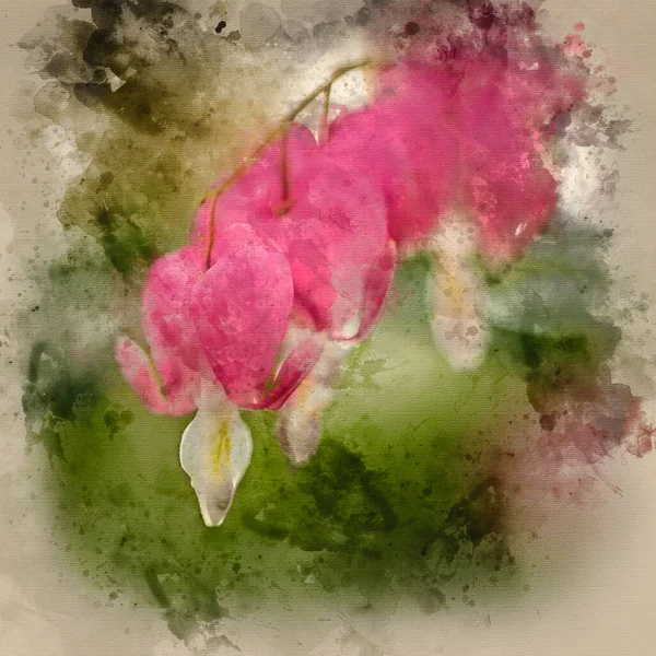 Pintura Acuarela Hermosa Flor Corazón Sangrante Vibrante Lamprocapnos Spectabilis Primavera —  Fotos de Stock