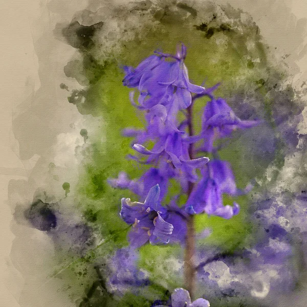 Pittura Acquerello Bella Macro Primo Piano Ritratto Floreale Hyacinthoides Bluebell — Foto Stock