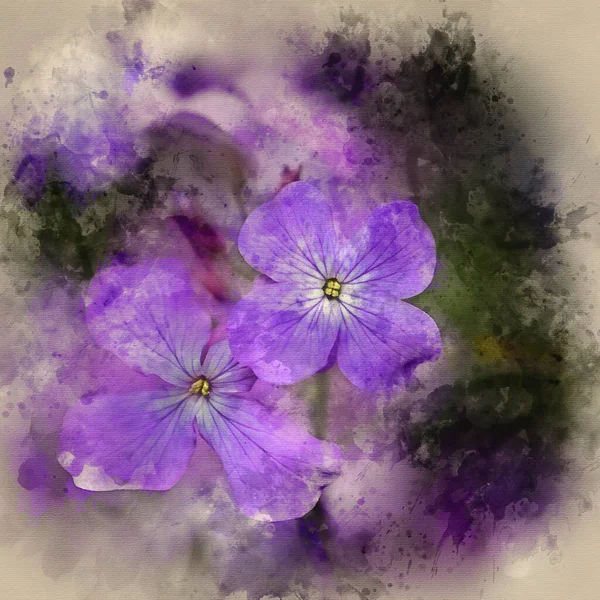 Akwarela Malarstwo Uczciwość Kwiat Lunaria Annua — Zdjęcie stockowe