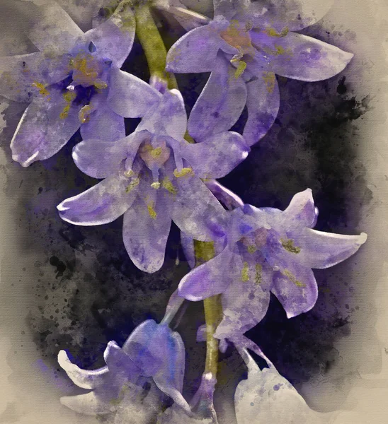 Watercolour Painting Spanish Bluebell Hyacintoides Hispanica — Stock Photo, Image