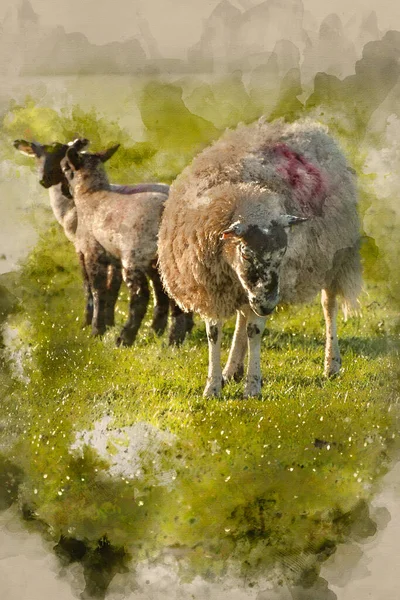 Malarstwo Akwarelowe Piękny Obraz Krajobrazu Jagniąt Wiosennych Owiec Polach Późnym — Zdjęcie stockowe