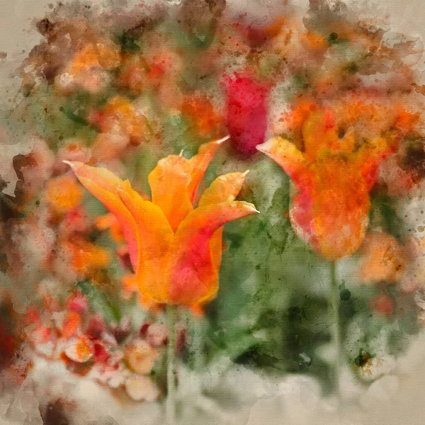 Akvarel Malba Ohromující Krajiny Obraz Květinové Záhonu Plné Tulipánů Jaře — Stock fotografie