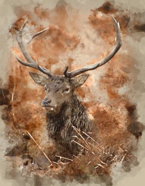 Digitally generated watercolour painting of Red deer stag in Richmond Park London during rutting season. clipart