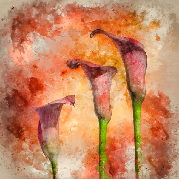 Цифровая Акварельная Живопись Потрясающего Макроса Закрывает Изображение Яркого Цветка Калла — стоковое фото