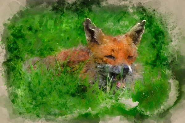 Beautiful Image Red Fox Vulpes Vulpes Lush Summer Countryside Landscape — Stock Photo, Image