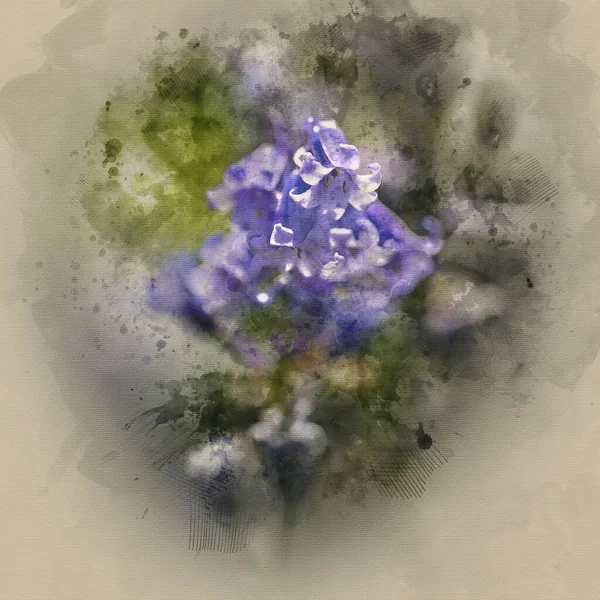 Aquarellmalerei Von Schöne Makroaufnahme Der Frühlingsblume Hyacinthoides Non Scripta — Stockfoto