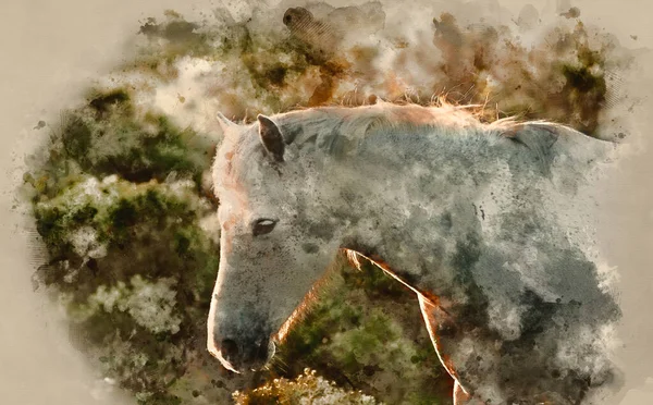 Watercolour Painting Close New Forest Pony Bathed Warm Glowing Sunrise — Stock Photo, Image