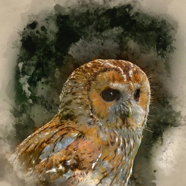 Pittura Acquerello Bellissimo Ritratto Tawny Owl Strix Aluco — Foto Stock