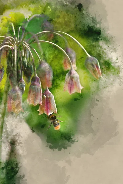 Aquarelverf Van Sierui Plant Nectaroscordum Siculum Met Hommel Verzamelen Stuifmeel — Stockfoto