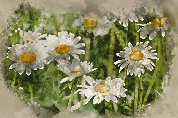 Aquarelle Peinture Fleurs Marguerite Sauvage Dans Paysage Prairie Fleurs Sauvages — Photo