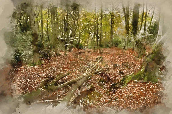 Orman Manzarasında Suluboya Güzel Canlı Sonbahar Renkleri — Stok fotoğraf