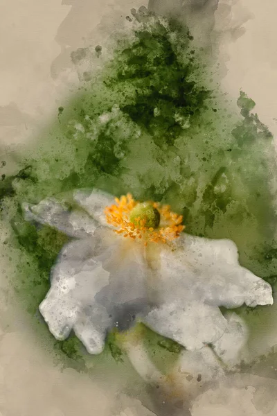 Akwarela Malarstwo Piękne Zbliżenie Obraz Białego Kwiatu Anemonu Lecie — Zdjęcie stockowe