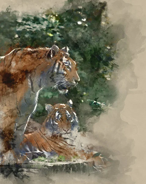 Akvarellmålning Utrotningshotad Bengalisk Tiger — Stockfoto