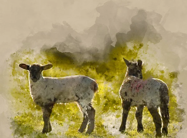 Akvarel Malba Krásné Krajiny Obraz Jarní Jehňata Ovce Polích Pozdním — Stock fotografie