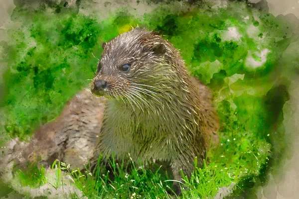 Pintura Acuarela Otter Orillas Del Río Exuberante Hierba Verde Del —  Fotos de Stock