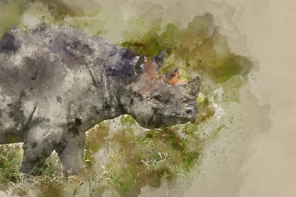 Watercolour Painting Black Rhinoceros Captivity — Stock Photo, Image