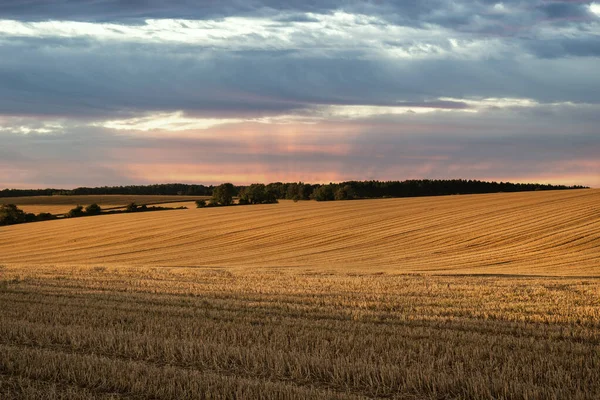 Freshly Harvested Fields Barley Countryside Landscape Late Summer Sunset Light — Stock Photo, Image