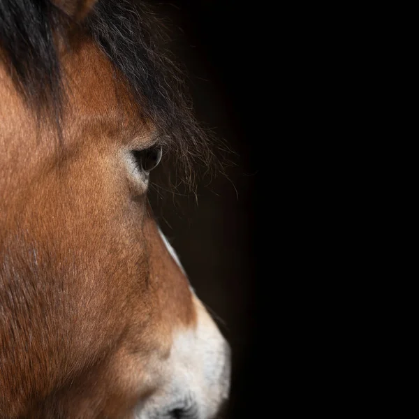 Uzun Yeleli Atın Gözünün Güzelliği — Stok fotoğraf