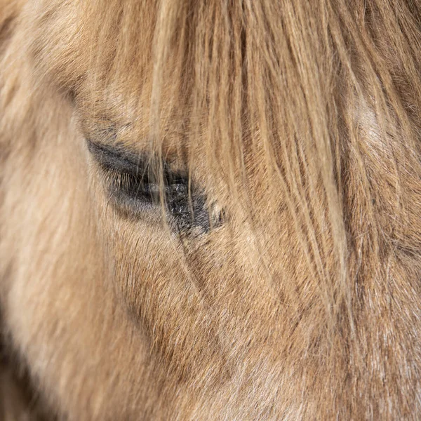 Beau Gros Plan Œil Cheval Avec Longue Crinière — Photo