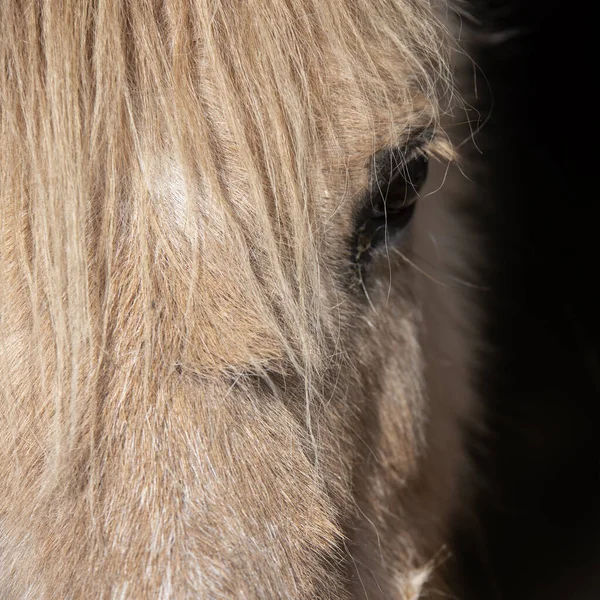 Beau Gros Plan Œil Cheval Avec Longue Crinière — Photo