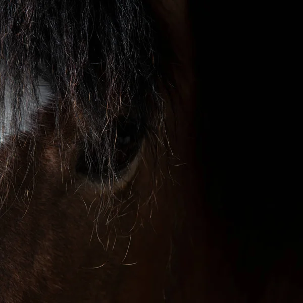 马的眼睛非常近 有很长的鬃毛 — 图库照片
