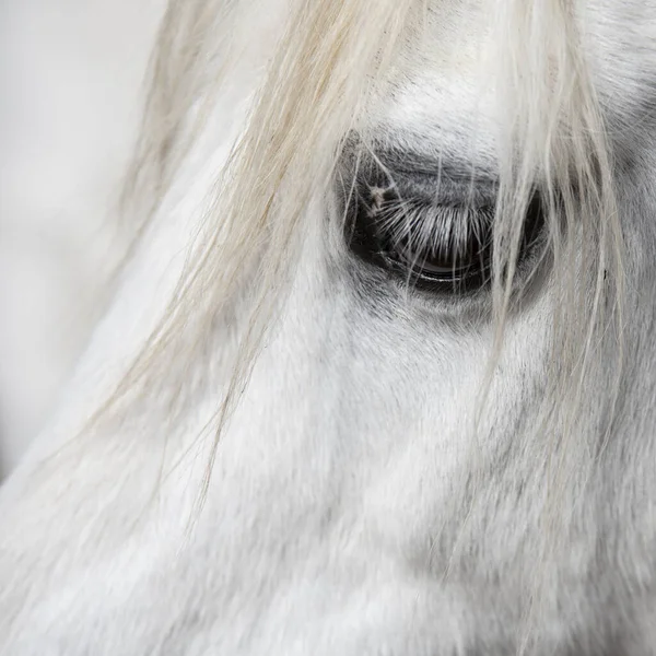 马的眼睛近视得漂亮 前面有很长的鬃毛 — 图库照片