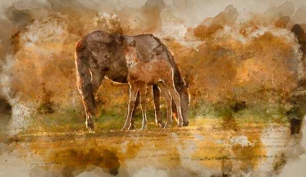 Aquarelle Jument Poney New Forest Poulain Baigné Dans Lumière Lever — Photo