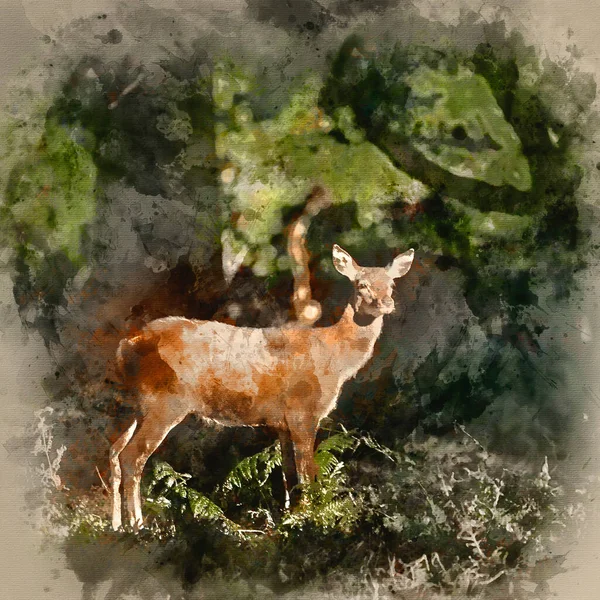 Aquarell Gemälde Von Schöne Hirschkuh Cervus Elaphus Geflecktem Sonnenlicht Wald — Stockfoto