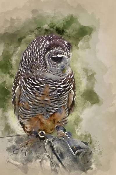 Watercolor Painting Falconry Display Chaco Owl Strix Chacoensis — Stock Photo, Image