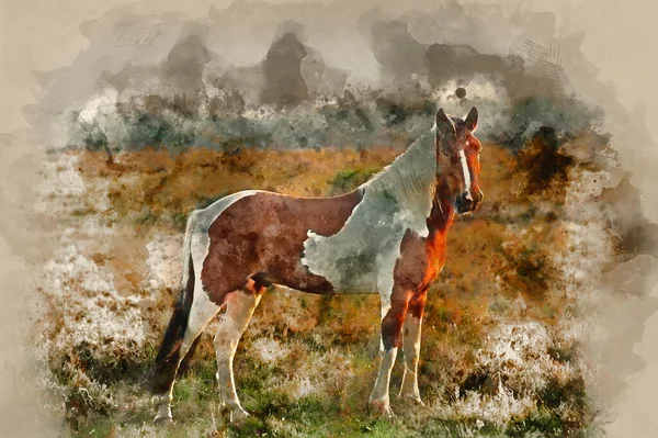 Pintura Acuarela Caballo Pony Marrón Blanco New Forest Paisaje Del —  Fotos de Stock