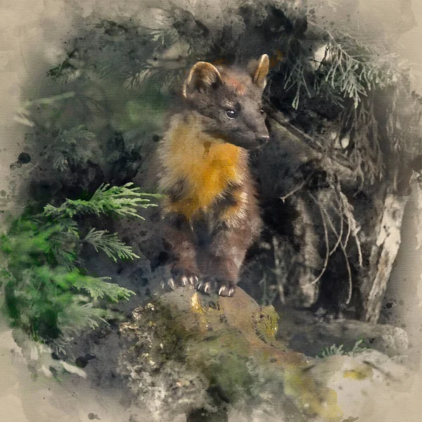Watercolour Painting Beautiful Pine Martin Martes Martes Branch Tree — Stock Photo, Image