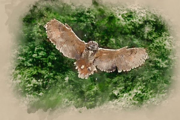 Aquarelle Belle Image Chouette Aigle Européenne Vol Bubo Bubo — Photo