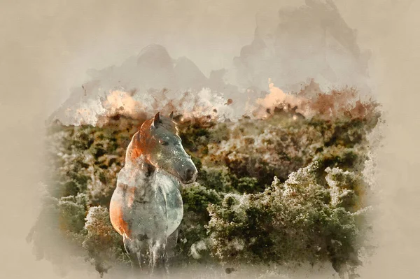 Aquarelverf Schilderij Van Close Van New Forest Pony Badend Warme — Stockfoto