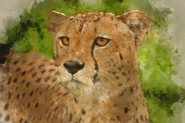 Aquarel Schilderij Van Cheetah Acinonyx Jubatus Grote Kat — Stockfoto