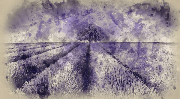 Watercolour painting of Beautiful image of lavender field landscape with single tree toned in purple
