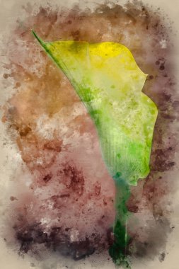 Büyüleyici makronun suluboya resmi. Renkli canlı zambak çiçeğinin yakın plan resmi.