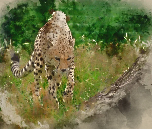 Watercolor Painting Cheetah Acinonyx Jubatus Big Cat Captivity — Stock Photo, Image