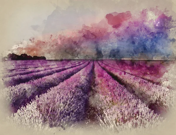 Pintura Acuarela Hermosa Imagen Del Campo Lavanda Verano Puesta Sol —  Fotos de Stock