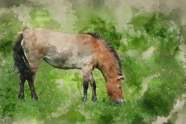 Akvarell Målning Przewalski Häst — Stockfoto