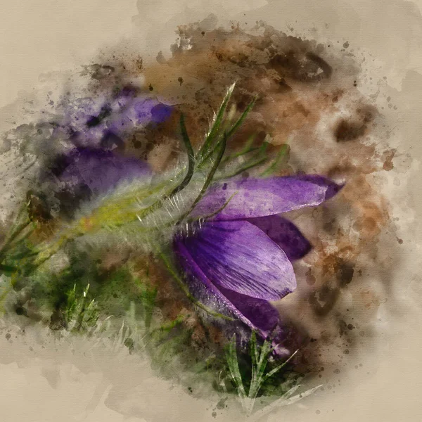 Malarstwo Akwarelowe Piękny Makro Obraz Pulsatilla Vulgaris Kwiat Rozkwicie — Zdjęcie stockowe