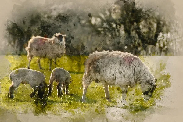 Aquarelle Peinture Paysage Magnifique Image Agneaux Moutons Printemps Dans Les — Photo