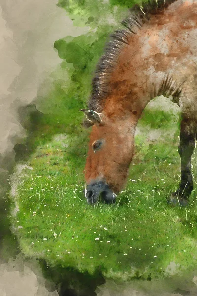 Akvarell Målning Przewalski Häst — Stockfoto
