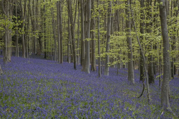 Hermosa Luz Suave Primavera Los Bosques Bluebell Campo Inglés Durante — Foto de Stock