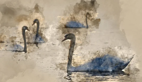 Watercolor Painting Beautiful Bevy Mute Swans Spring Sunrise Sunlight Lake — Stock Photo, Image