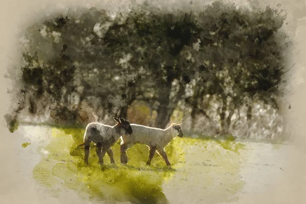 Aquarelle Peinture Paysage Magnifique Image Agneaux Moutons Printemps Dans Les — Photo