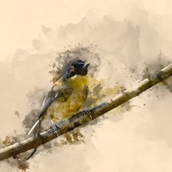 Watercolor Painting Beautiful Spire Male Weaver Bird Ploceidae Tree — 스톡 사진