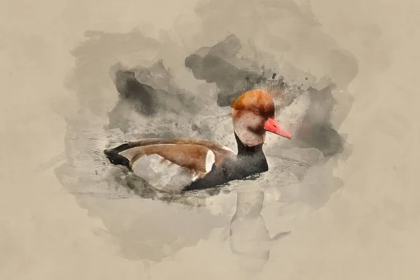 赤い家紋鴨の美しい肖像画の水彩画 — ストック写真