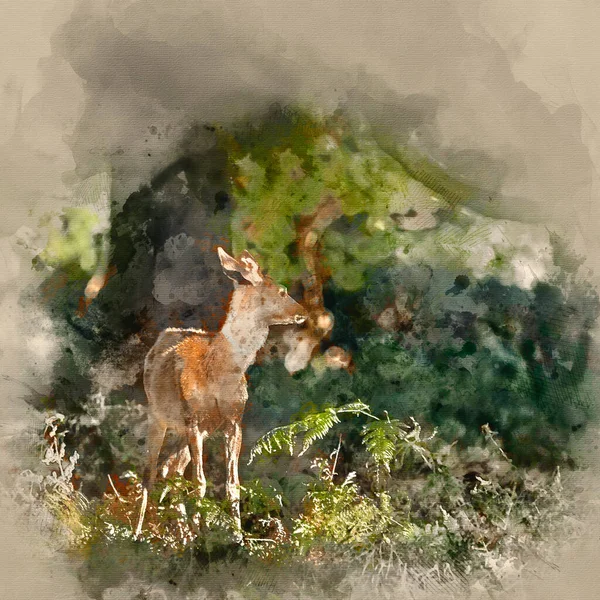 Watercolour Painting Young Hind Doe Red Deer Calf Autumn Fall Royalty Free Stock Photos