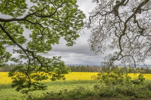 Bellissimo Campo Colza Agricola Nel Paesaggio Della Campagna Inglese Mattina — Foto Stock