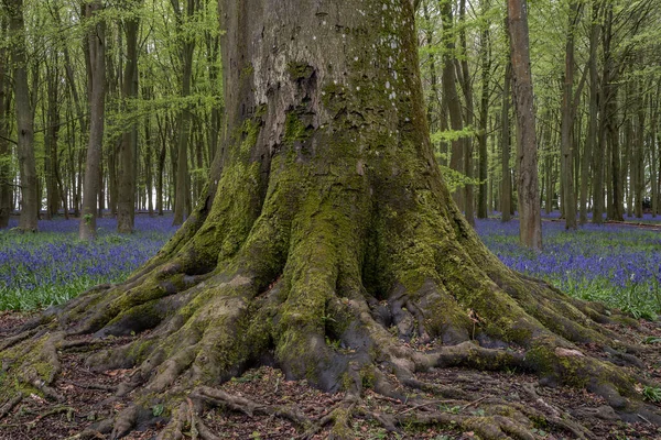 Bela Luz Suave Primavera Bluebell Bosque Com Cores Vibrantes Densas — Fotografia de Stock